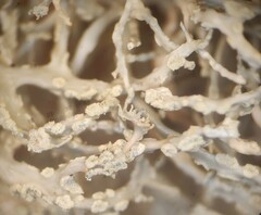 Ramalina subfarinacea