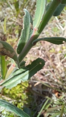 Oenothera mollissima