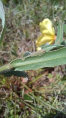 Oenothera mollissima