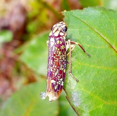Proconiini