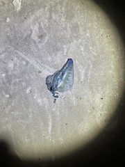 Physalia