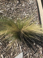 Nassella tenuissima