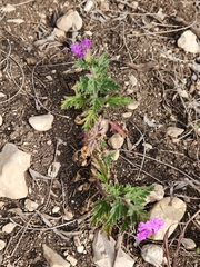 Glandularia tumidula