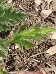 Glandularia tumidula