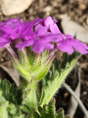 Glandularia tumidula