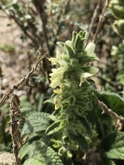 Stachys maritima