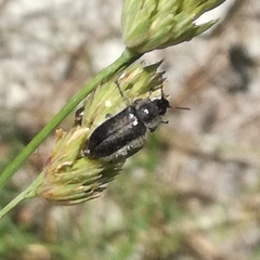 Enicopus pilosus