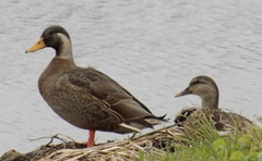 Anas platyrhynchos × fulvigula