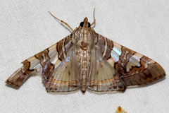 Glyphodes cosmarcha
