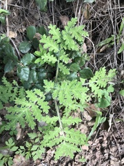 Phacelia tanacetifolia