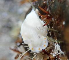 Goniobranchus epicurius