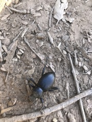 Coelocnemis dilaticollis