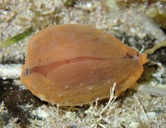 Notocypraea comptonii