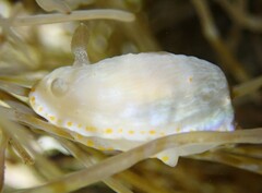 Goniobranchus epicurius