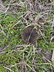 Entoloma vernum