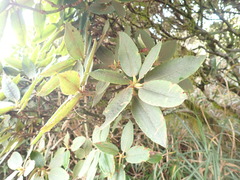 Rhododendron pseudochrysanthum