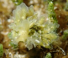 Polybranchia pallens