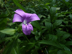 Barleria prattensis