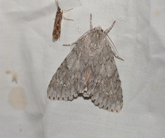 Acronicta americana