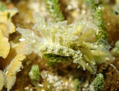 Polybranchia pallens