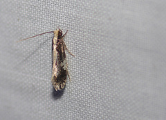 Agnippe prunifoliella