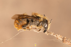 Osmia azteca
