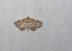 Anageshna primordialis