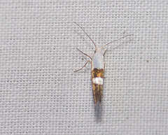 Argyresthia oreasella