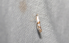 Argyresthia oreasella