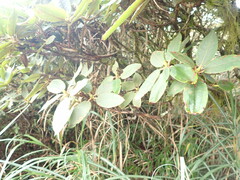 Rhododendron pseudochrysanthum