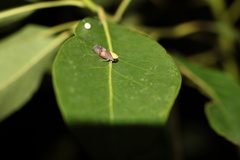 Brunotartessus fulvus