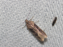 Chionodes mediofuscella