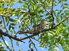 Nystalus maculatus