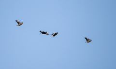 Acridotheres grandis