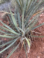 Yucca baccata