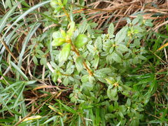 Rhododendron rubropilosum