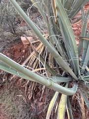 Yucca baccata