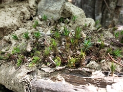 Polytrichadelphus magellanicus