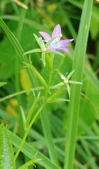 Triodanis leptocarpa