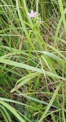 Triodanis leptocarpa