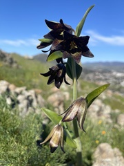 Fritillaria biflora