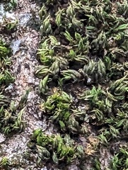 Syntrichia papillosa