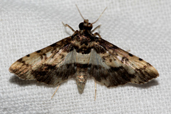 Nacoleia amphicedalis