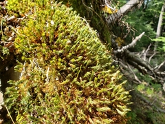 Polytrichadelphus magellanicus