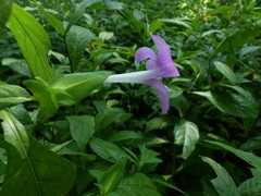 Barleria prattensis