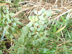 Rhododendron rubropilosum