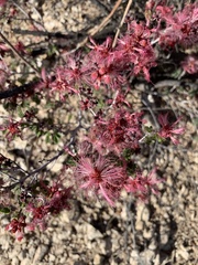 Calliandra eriophylla