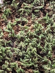 Syntrichia papillosa