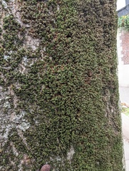 Syntrichia papillosa