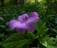 Barleria prattensis